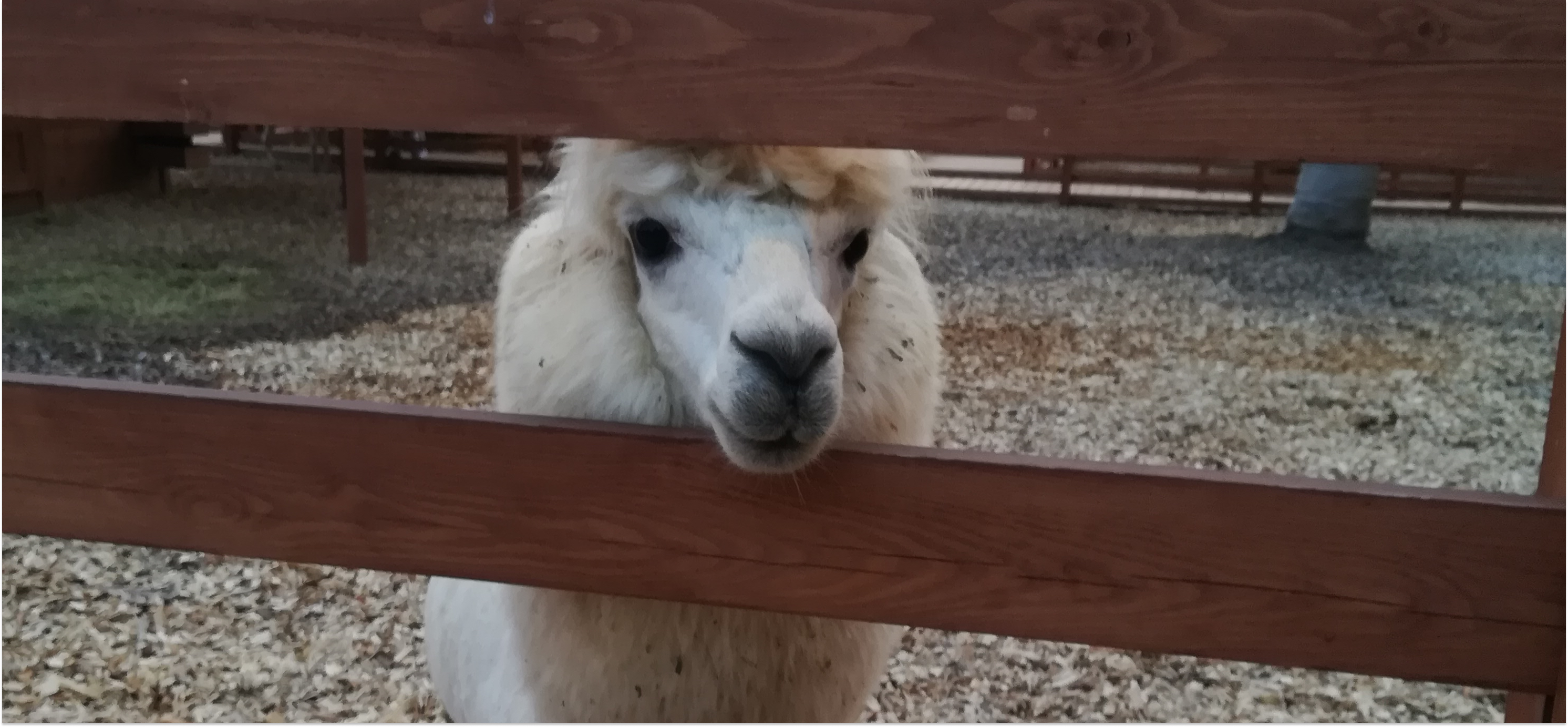 Фото питомца: альпака оберегает своего детеныша