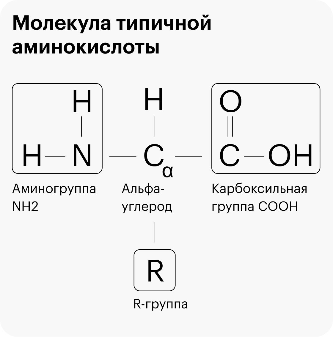 Типичная аминокислота: буквой R отмечена уникальная R-группа, а все остальное — стандартный «скелет» с альфа-углеродом С в основе