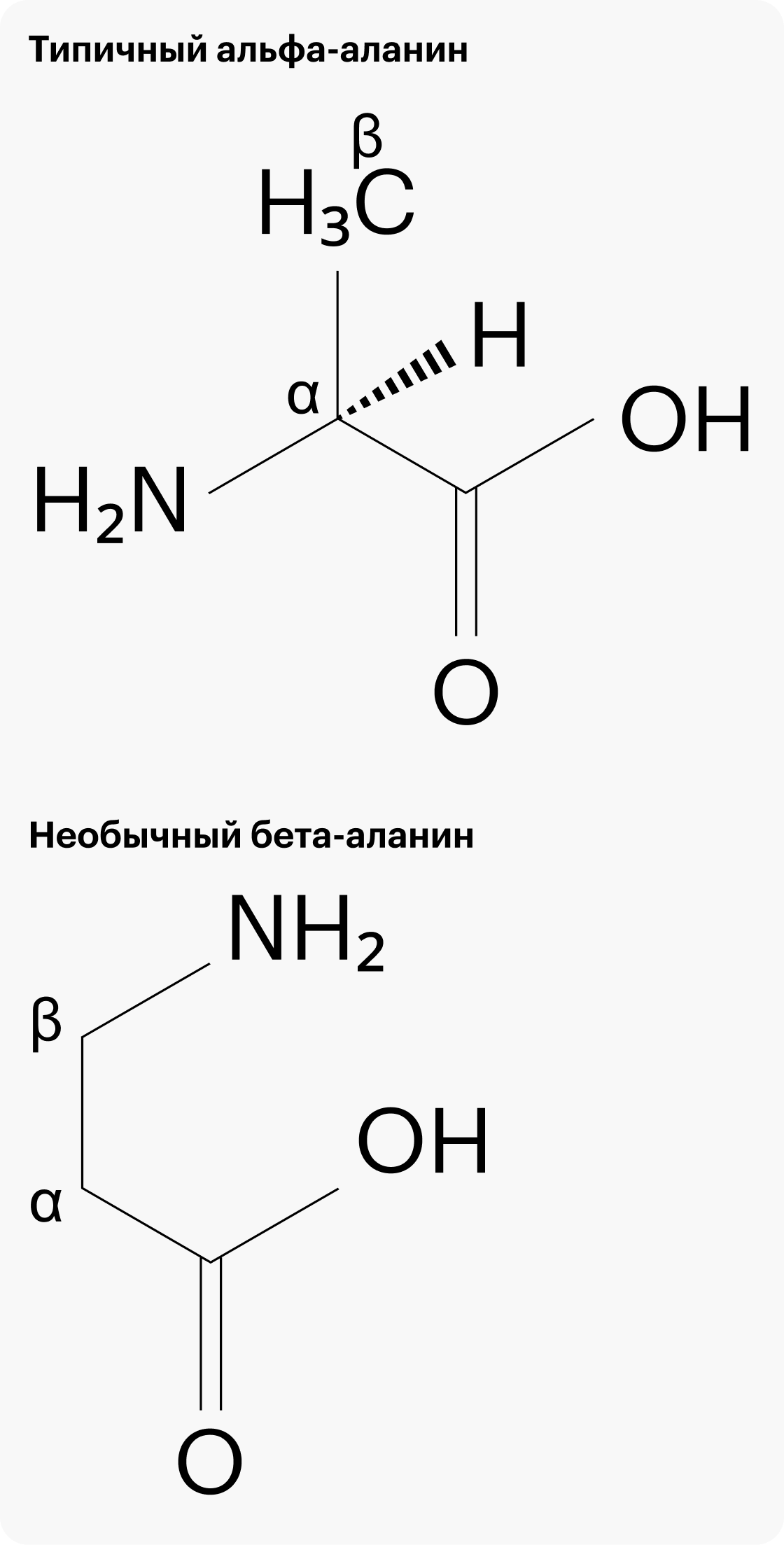 Слева: типичный альфа-аланин, у которого -NH2 прицеплен к альфа-углероду. Справа: необычный бета-аланин, у которого -NH2 прицеплен к бета-углероду