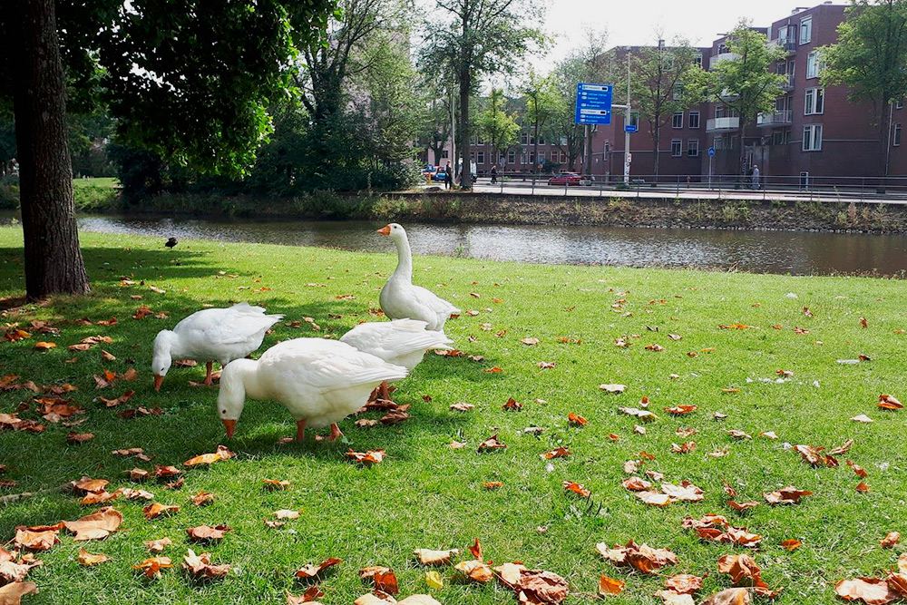 В парке в центре города с вами будут спокойно гулять гуси