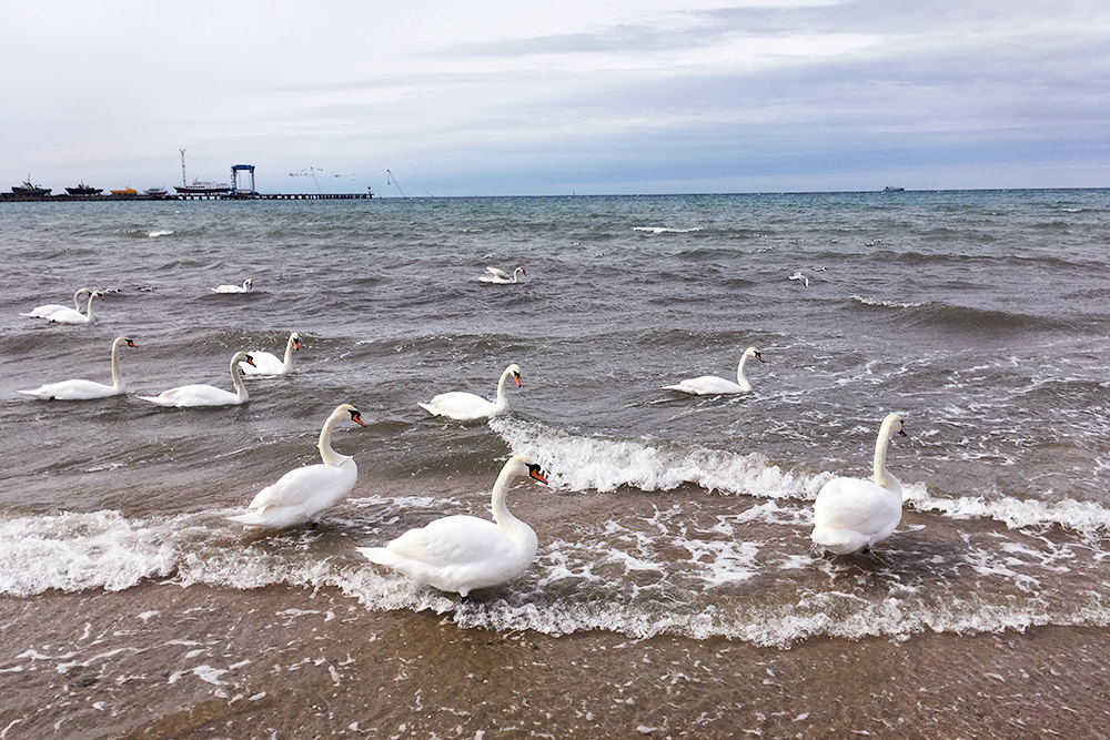 В марте у самого берега плавала стая лебедей. Судя по анапским соцсетям, это не редкость