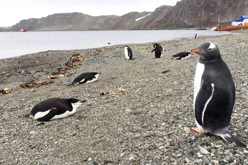 Магеллановы пингвины на острове Кинг-Джордж