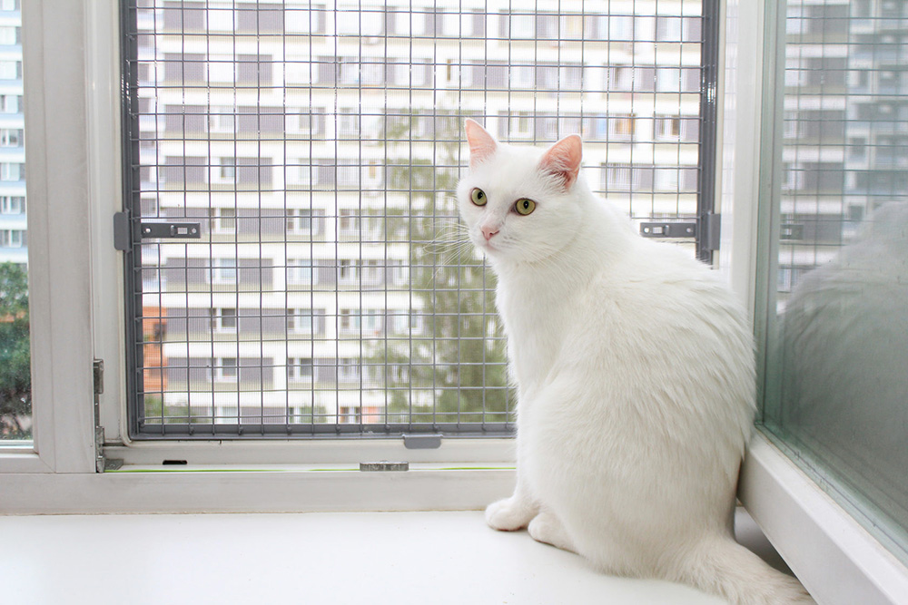 Сетка «Антикошка» и другие способы уберечь кошку от выпадения из окна