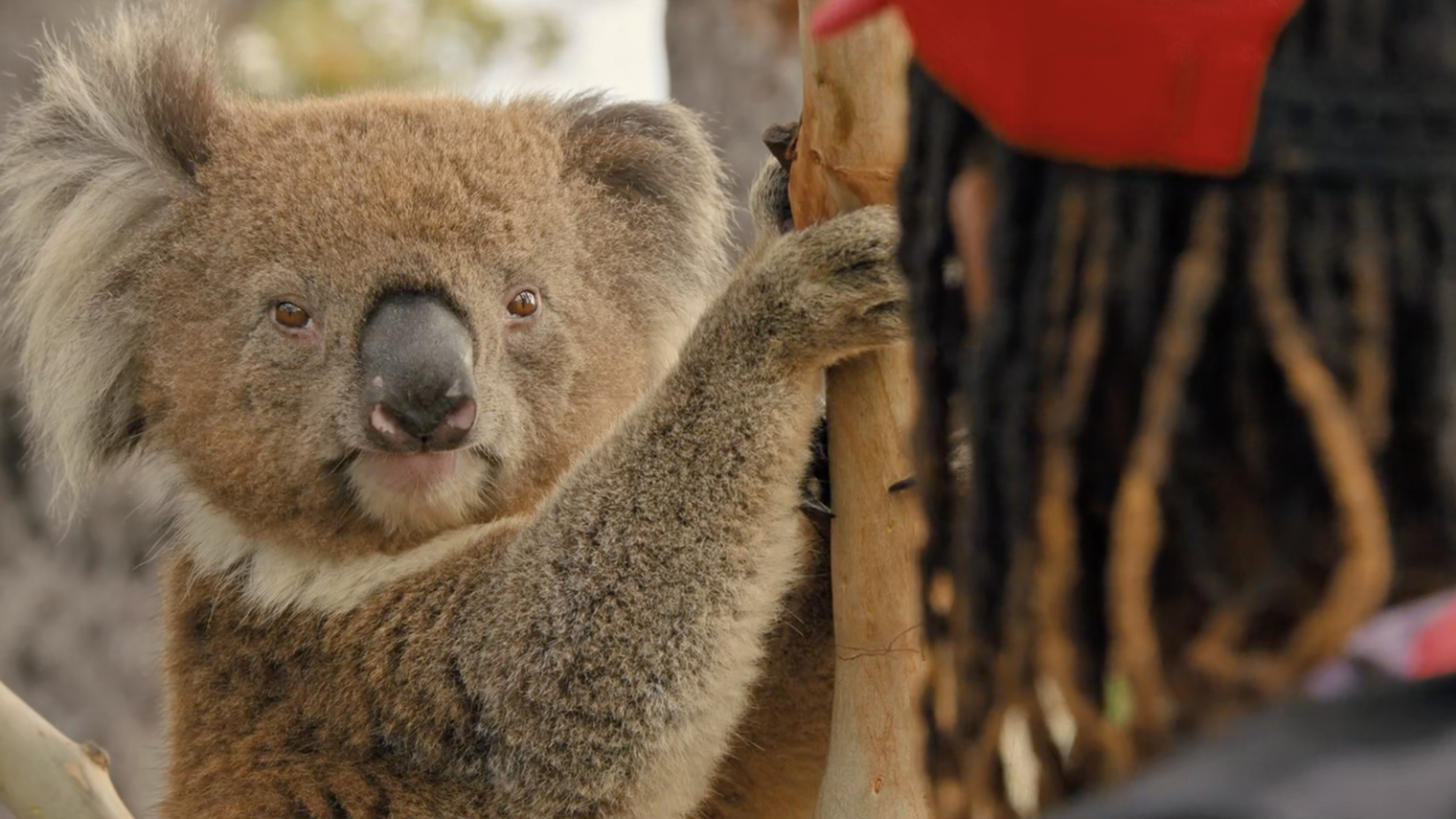 В походе компания Бена и Би встречает коалу — однозначно лучшего героя картины