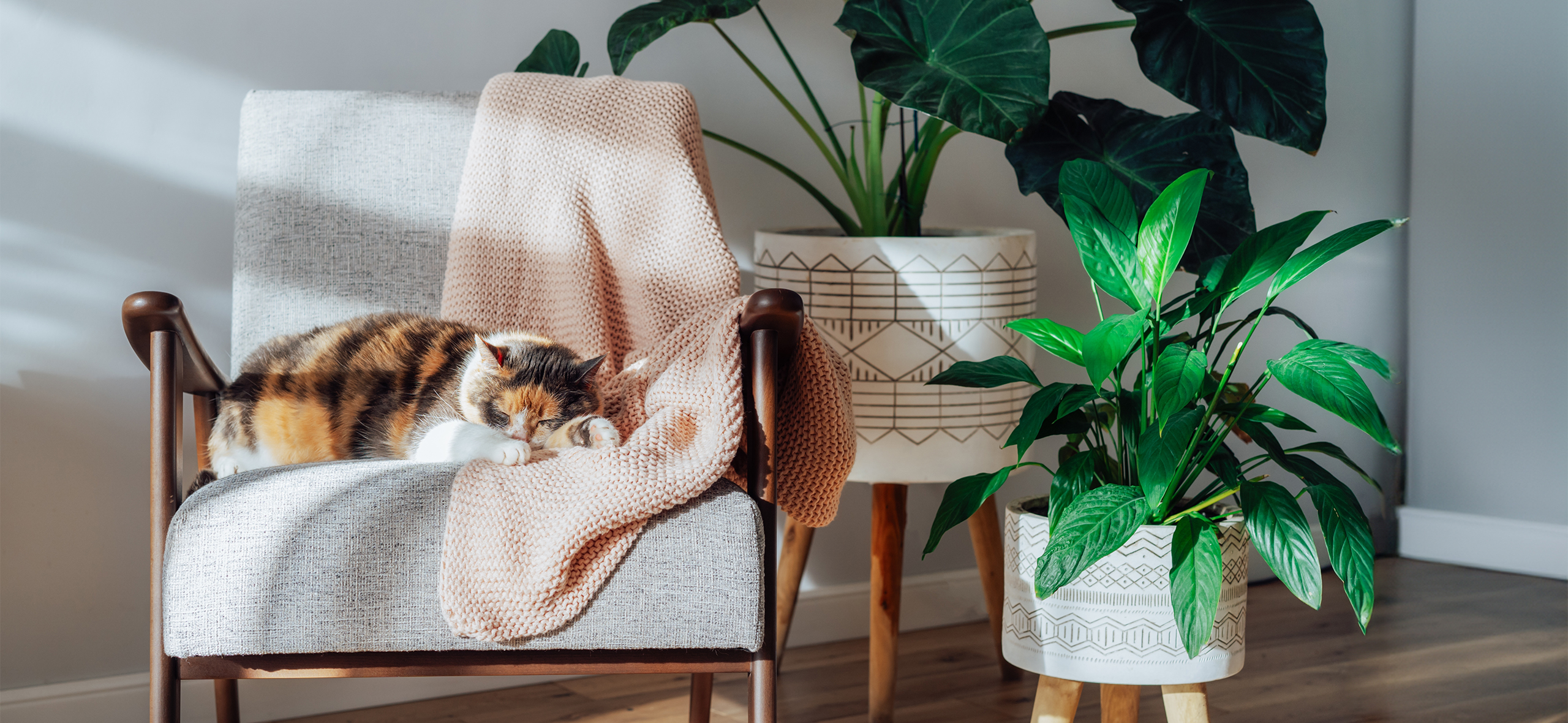 Онлайн-площадки исключат неофи­ци­аль­ные предложения аренды жилья для туристов: кого это коснется