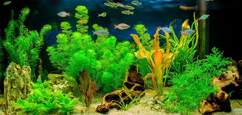 Так выглядит аквариум с тропическими рыбами и растениями. Источник: Andrey_Nikitin / Shutterstock