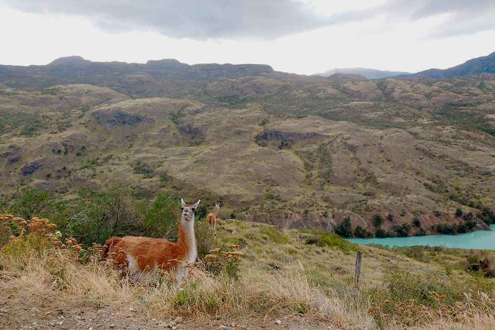 Встретить гуанако — местное животное рода лам. В Патагонии они обитают повсеместно