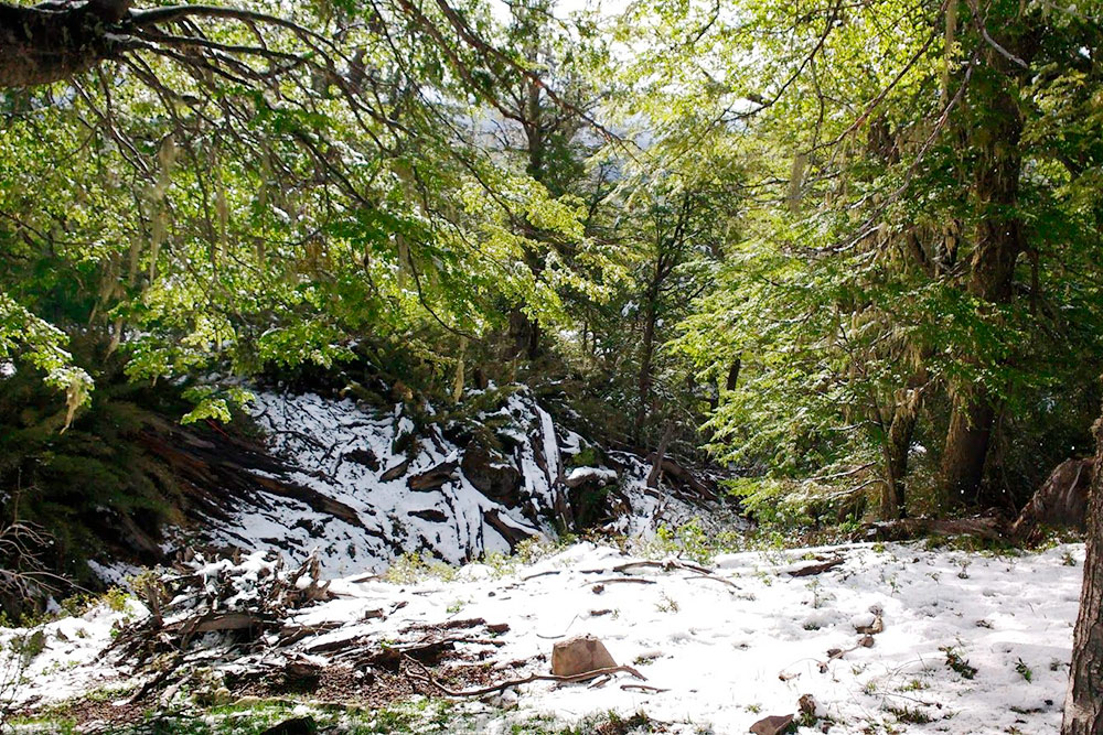 Весной в лесах еще кое-где лежит снег. Неподалеку от Сан-Мартин-де-лос-Андес находится горнолыжная станция, которая работает с июня по октябрь