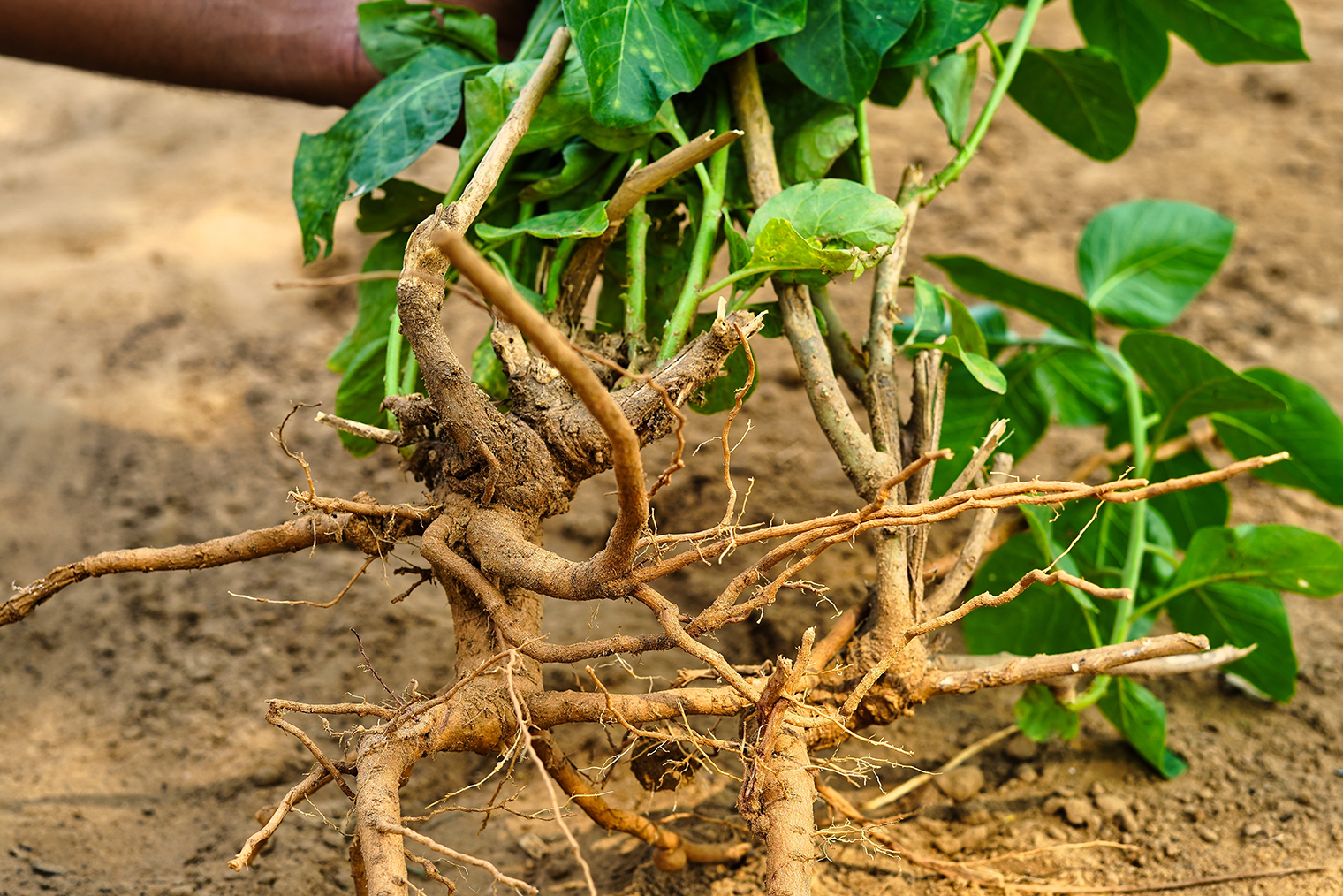 Так выглядит корень ашваганды. Фото: Azay photography / Shutterstock