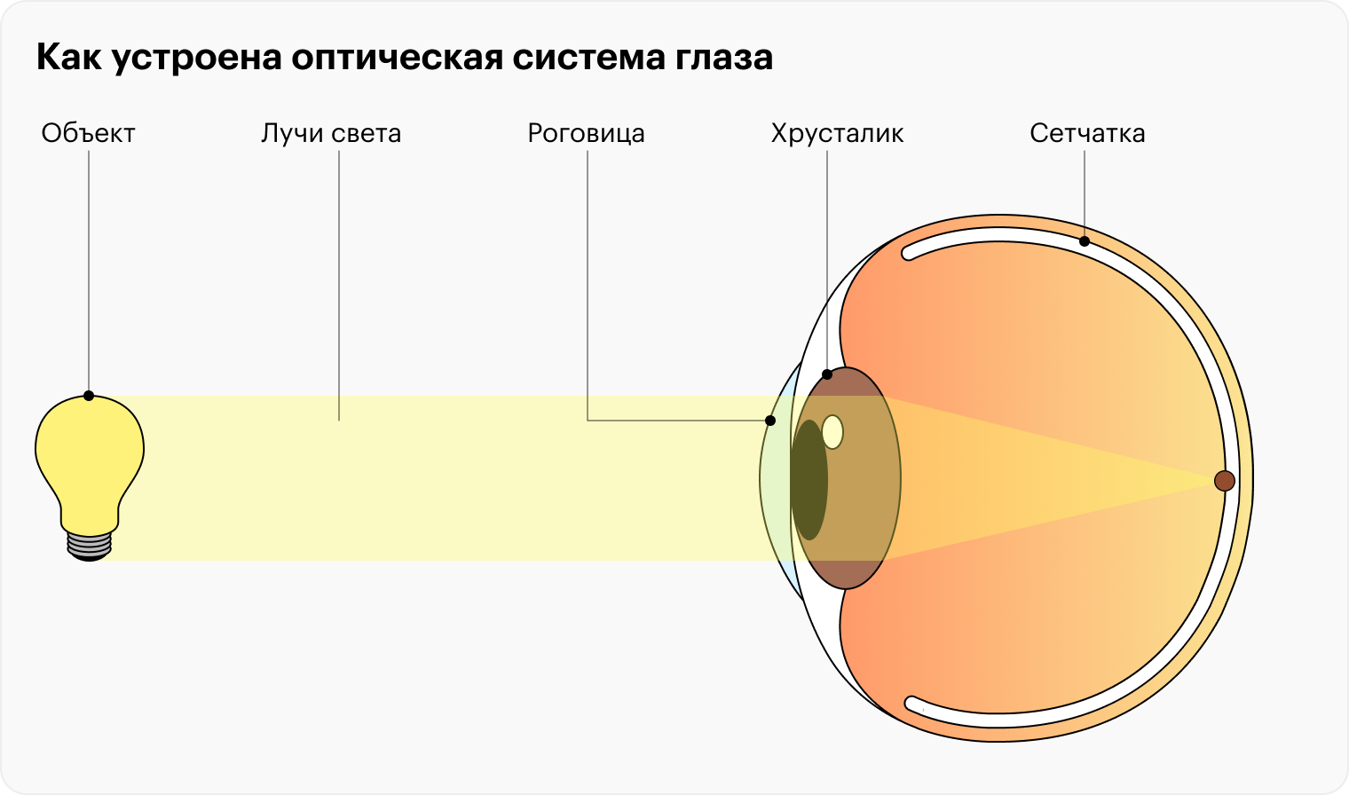 Так глаз получает информацию, превращает ее в нервные импульсы и отправляет в мозг