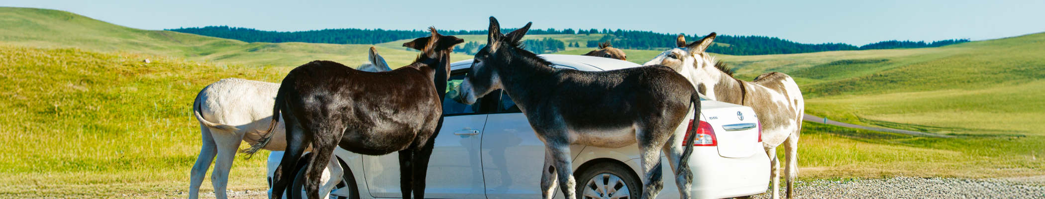 Обложка потока "Авторазбор"