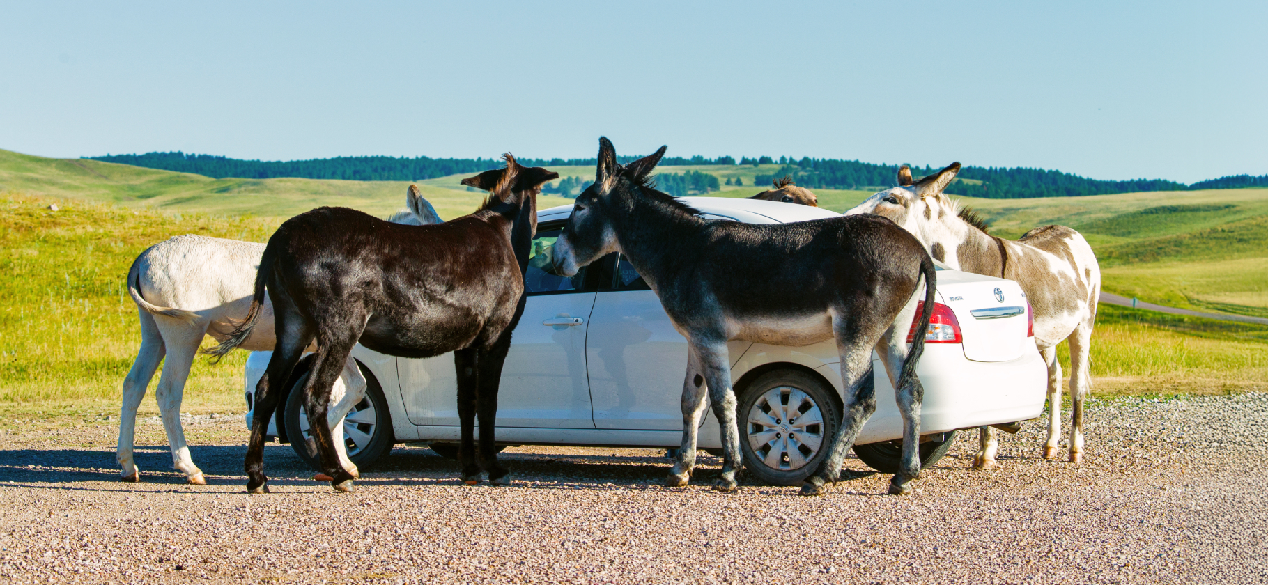 Задайте свой вопрос об автомобилях