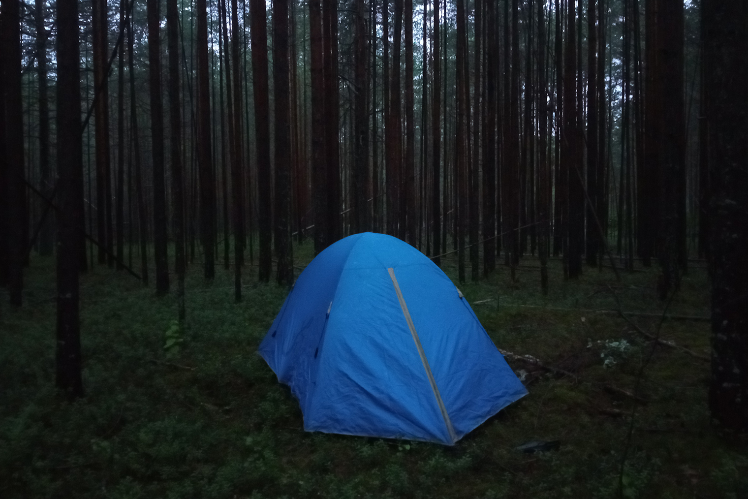 Моя палатка в лесу под Вельском