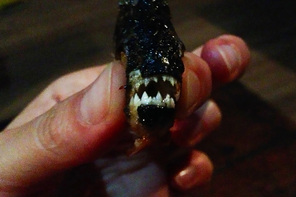 Пиранью можно идентифицировать по зубам