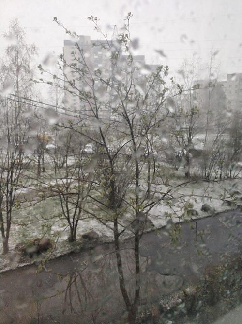20 мая 2020 года в Петрозаводске выпал снег