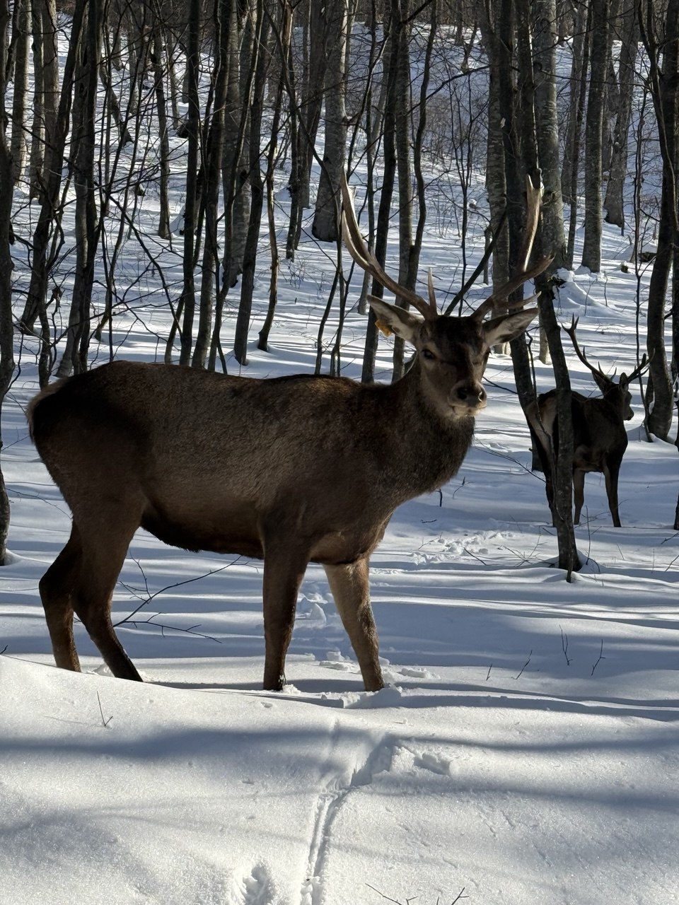 Лесные жители, встреченные нами по дороге домой. Фото Ксении Даниловой