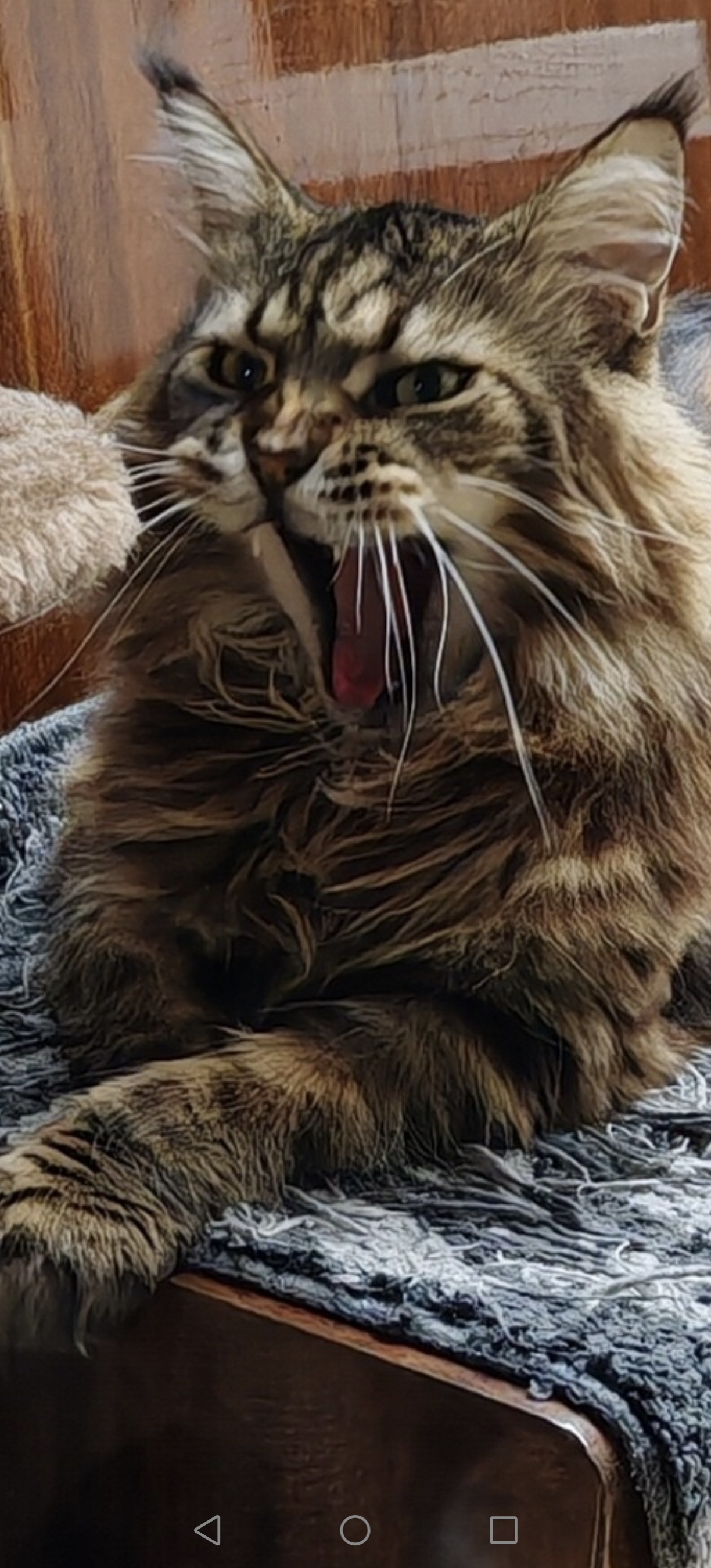 Спят где хотят и как хотят!