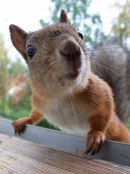 Анфиса Серафимовна 