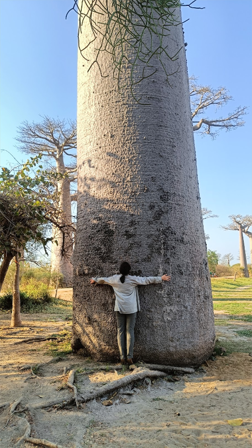 Баобаб и я