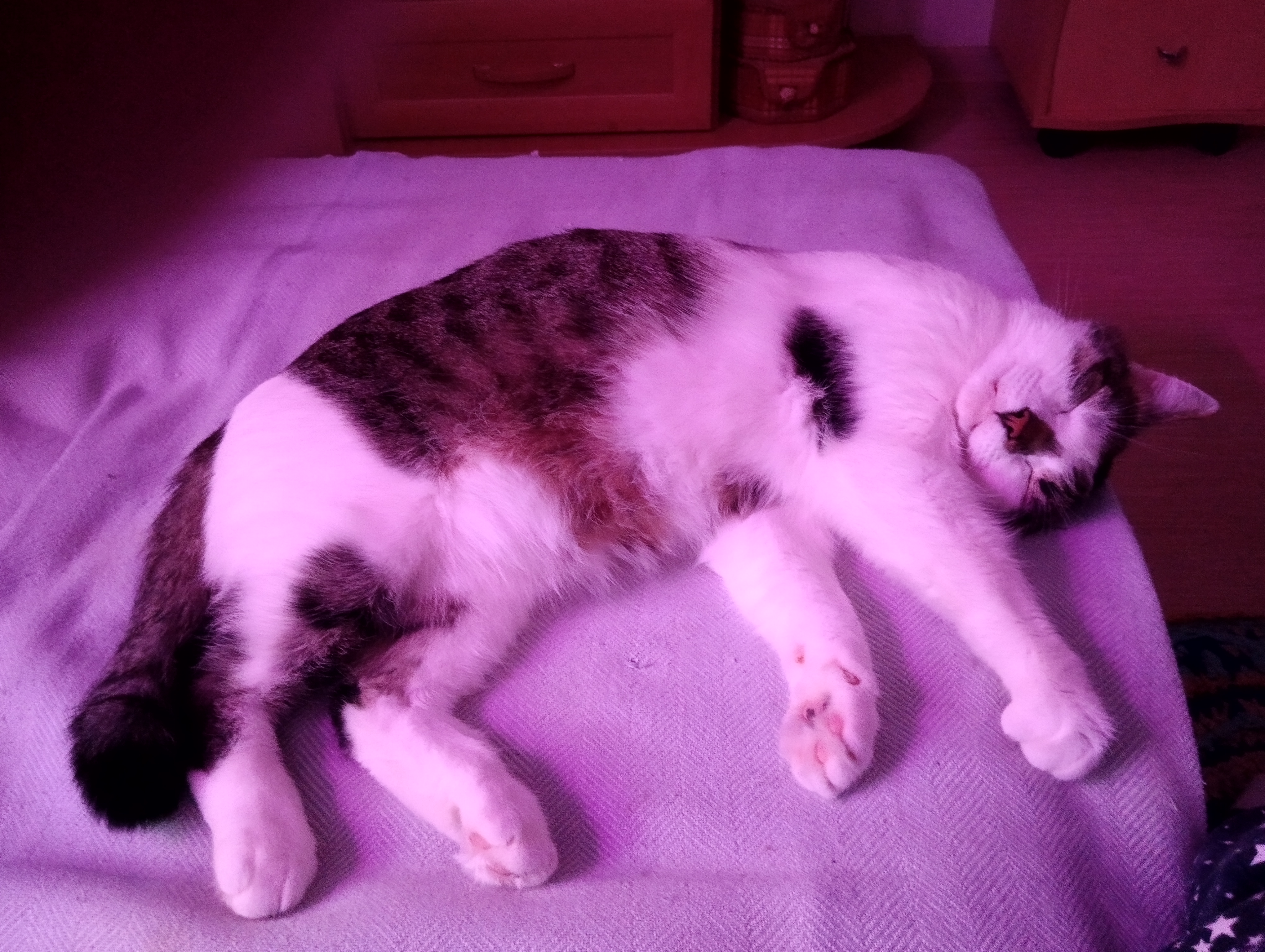 Любимчик Яша отдыхает