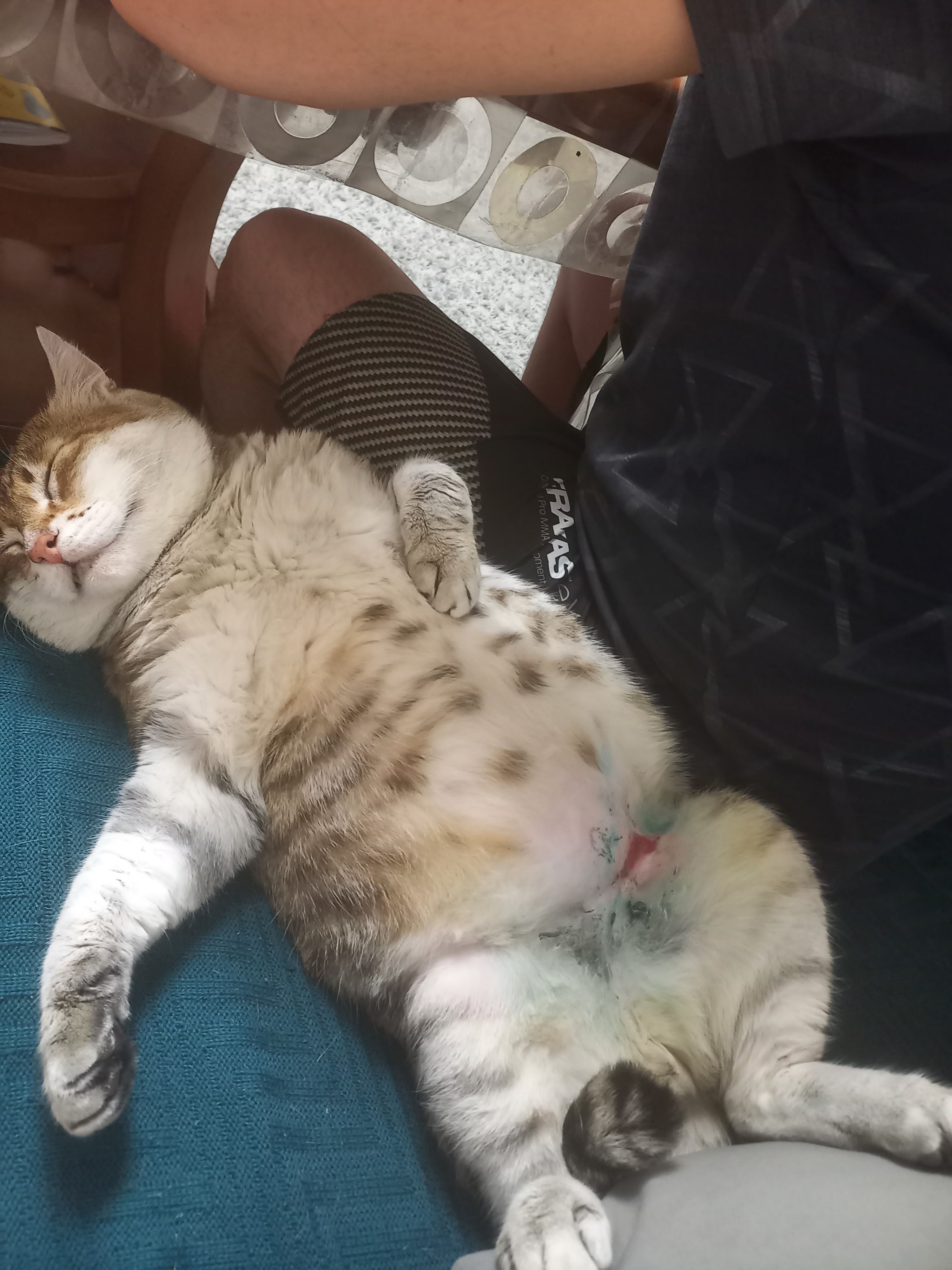 Подобрала фотографии, как Рыся заживал и менялся