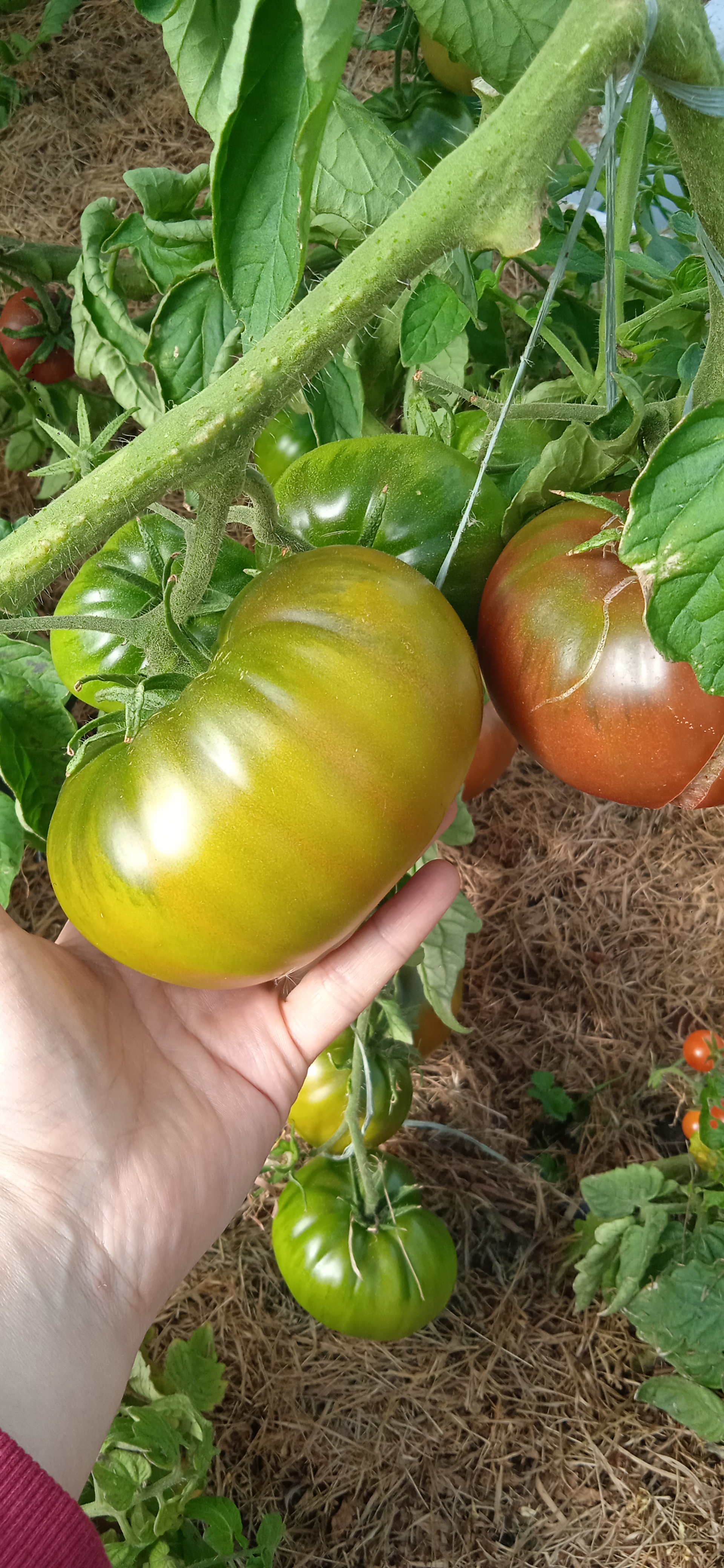 Мои помидоры — вырастила себе Принца. «Чёрного»