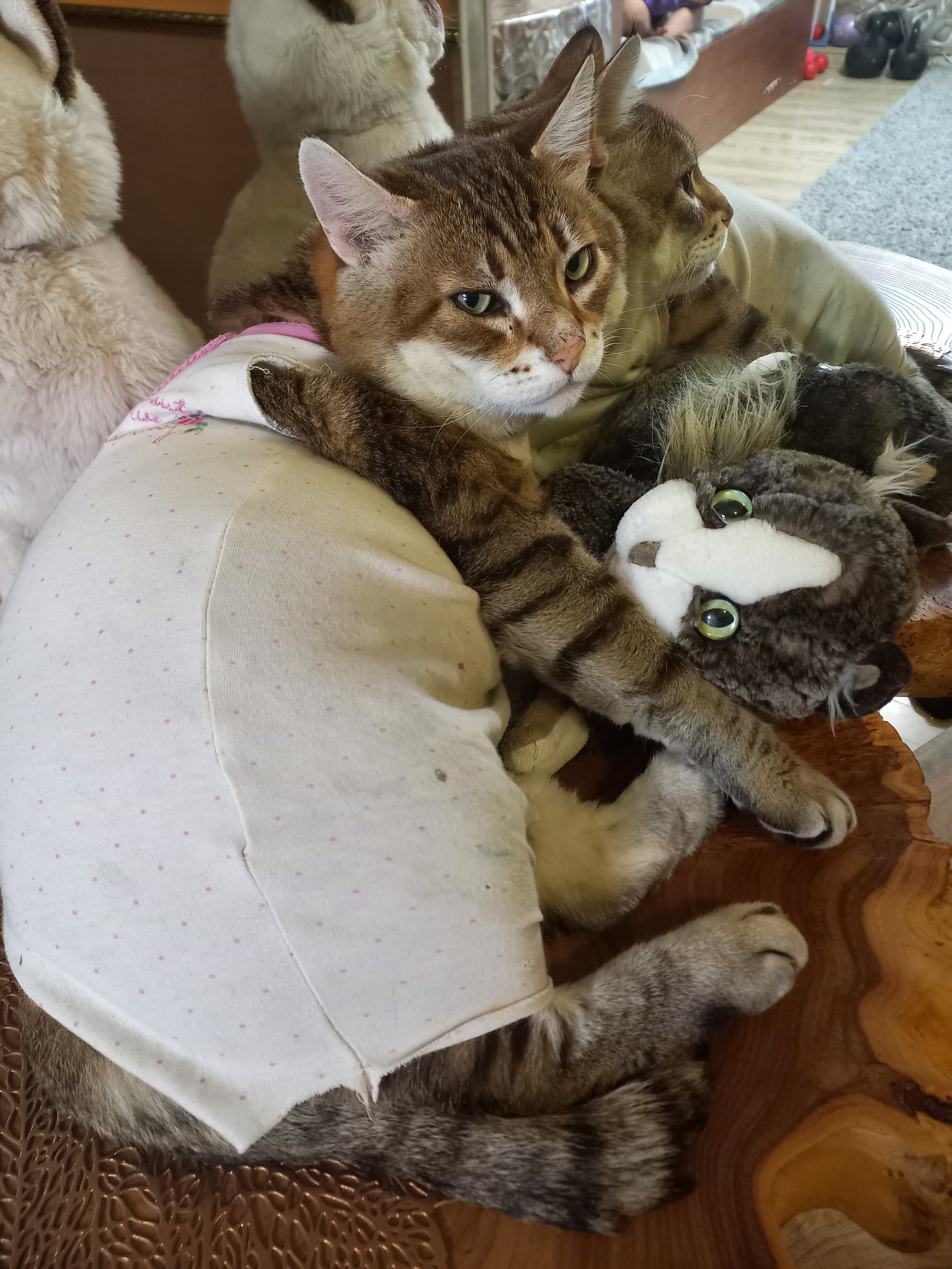 Подобрала фотографии, как Рыся заживал и менялся