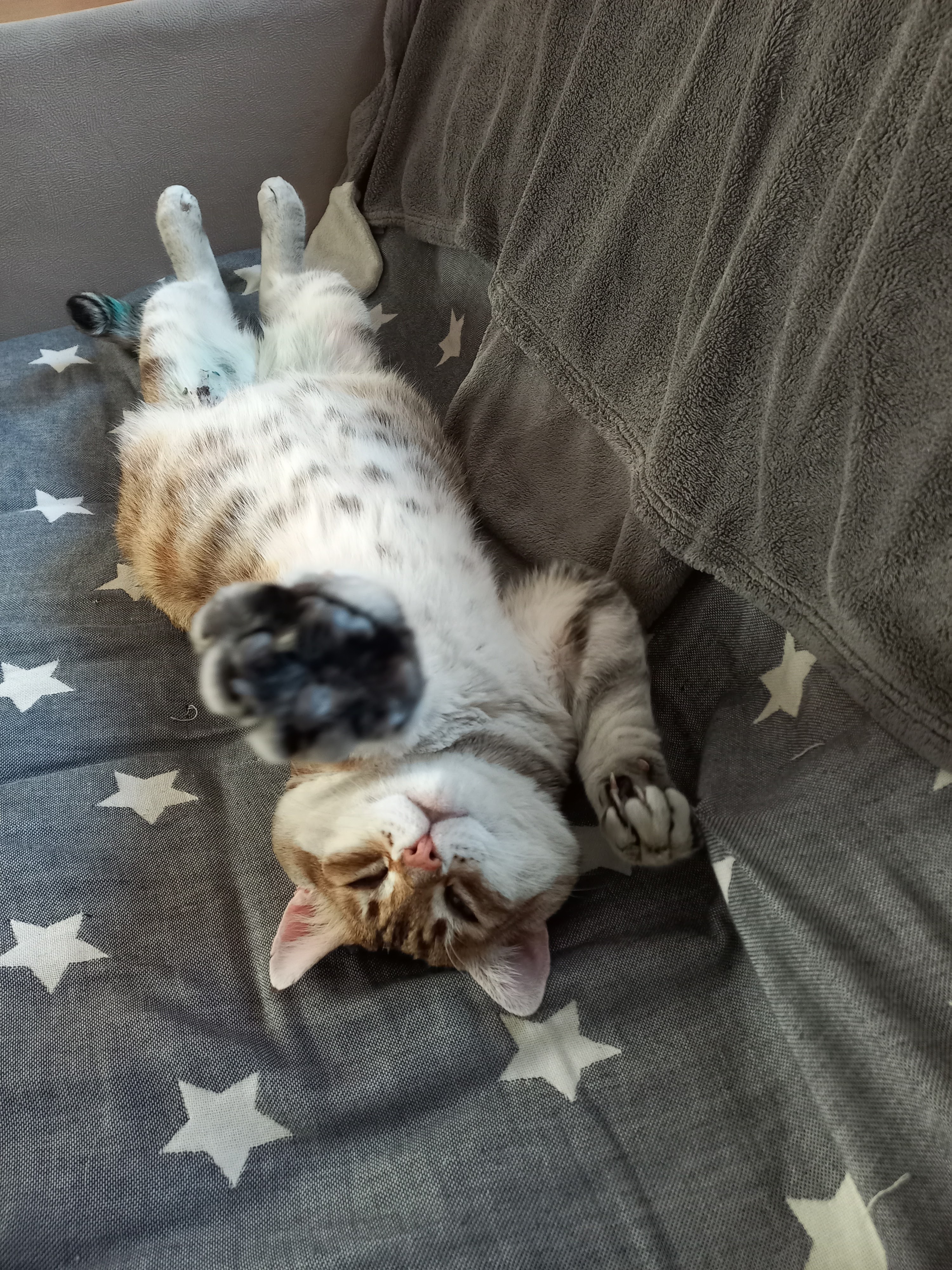 Подобрала фотографии, как Рыся заживал и менялся