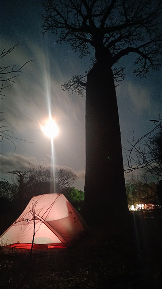 Ночь под баобабами