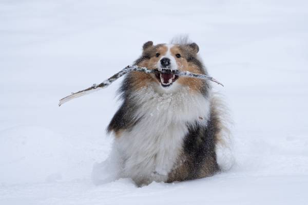 Баланс Рыжего 