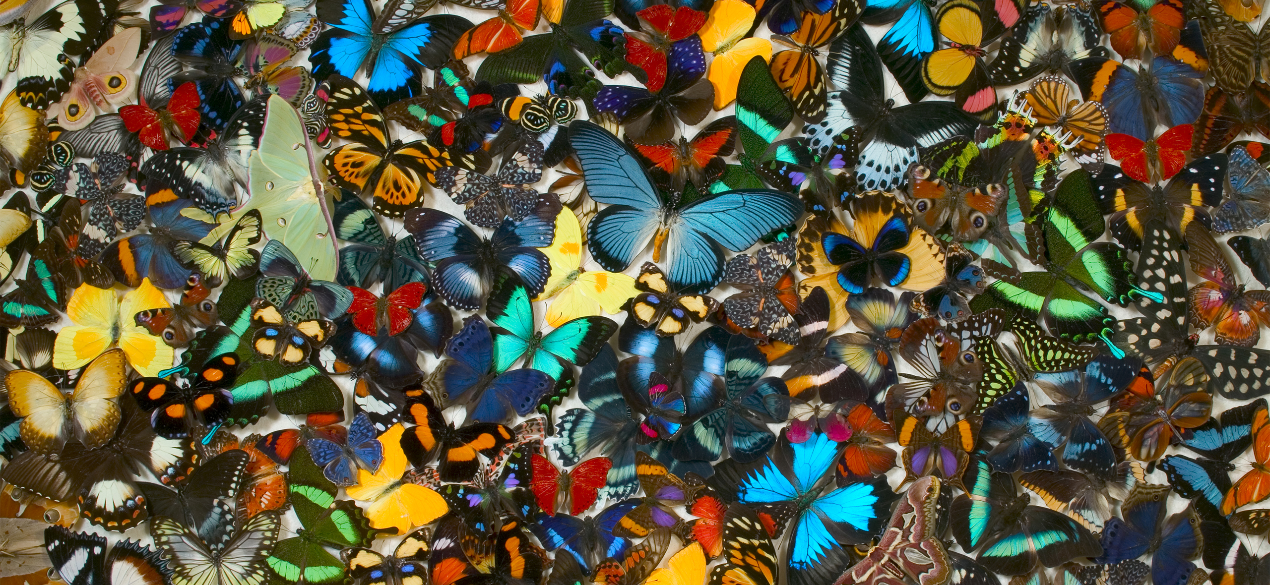 Что такое бабочки в животе: вопрос из интернета