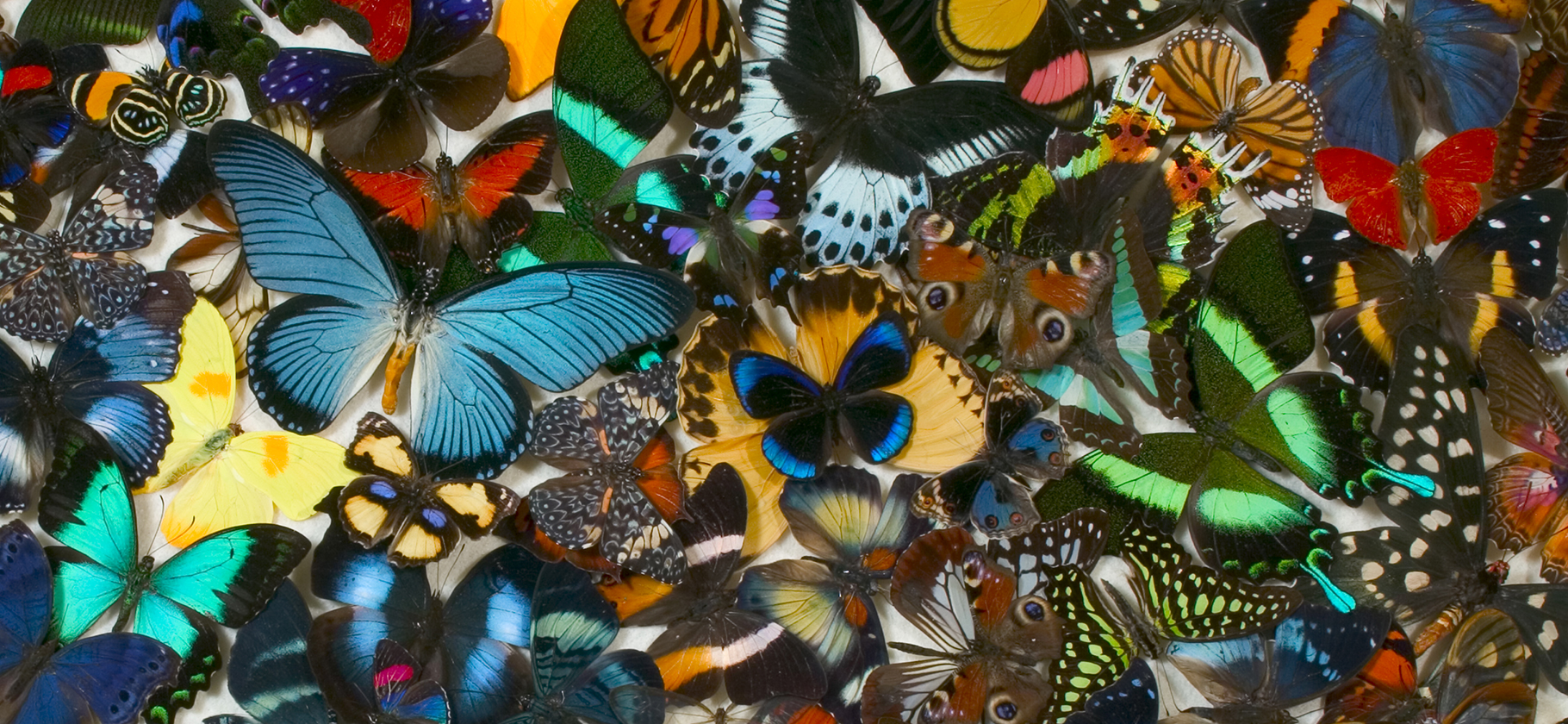Что такое бабочки в животе: вопрос из интернета
