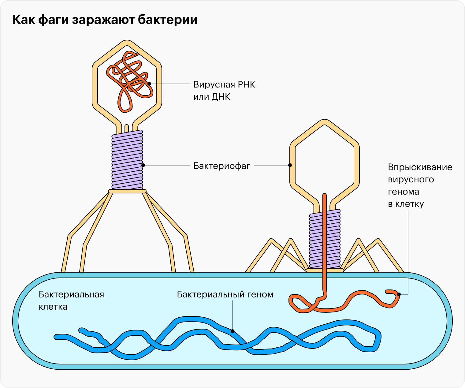 Бактериофаг похож на шприц, заполненный вирусным генетическим материалом — РНК или ДНК. Фаг прикрепляется к поверхности бактерии и впрыскивает в нее свой генетический материал, который потом встраивается в бактериальный геном
