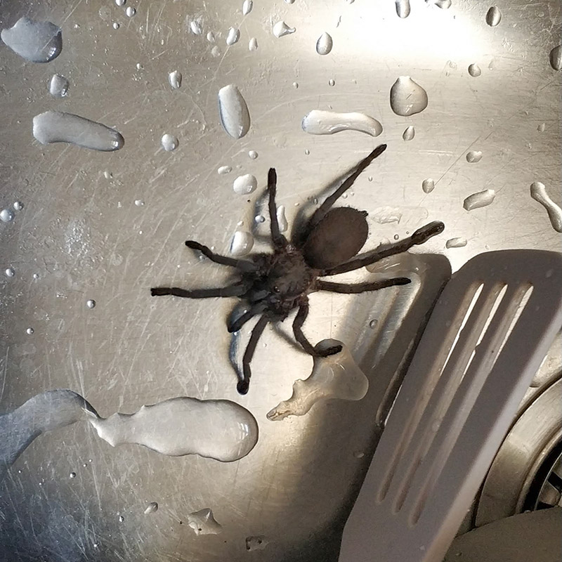 А это тарантул, который зашел в гости к человеку, живущему в деревне Тсада недалеко от Пафоса. Фото: Евгений Пахомов