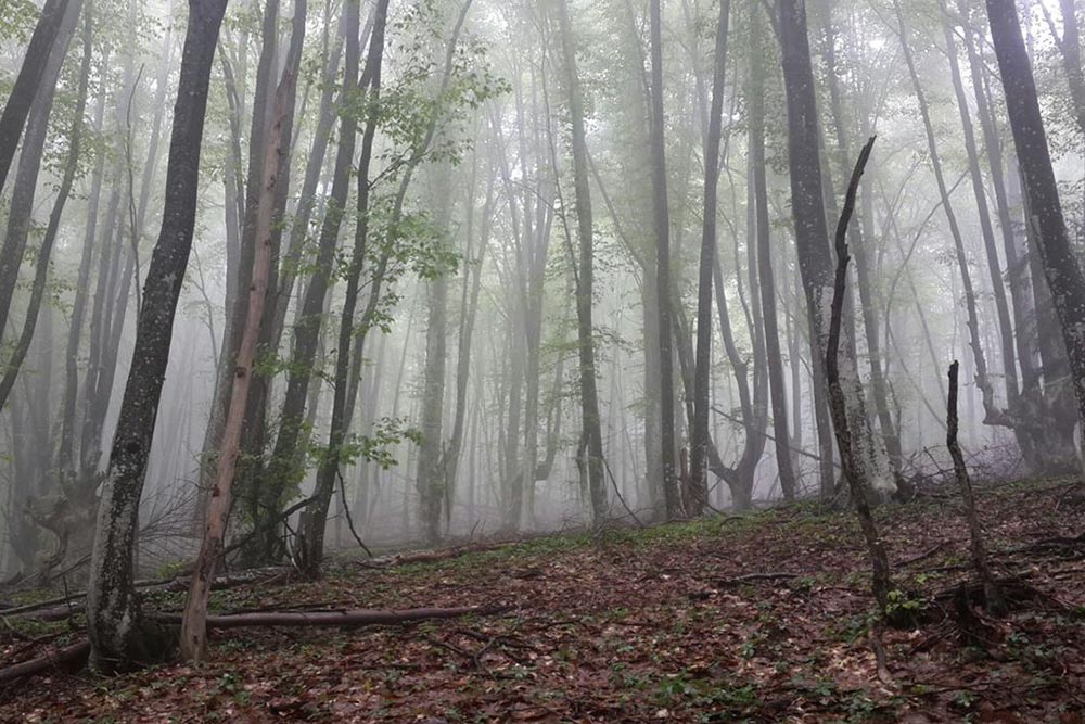 Буковый лес на горе Бойко