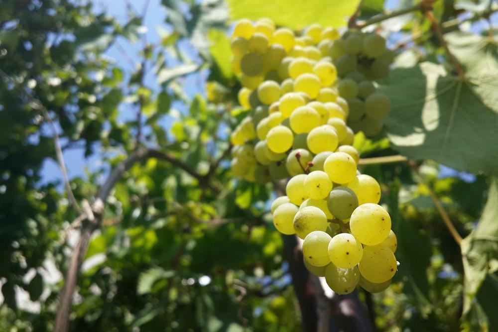 В Бахчисарае хорошо растет виноград. На фото — наш кишмиш