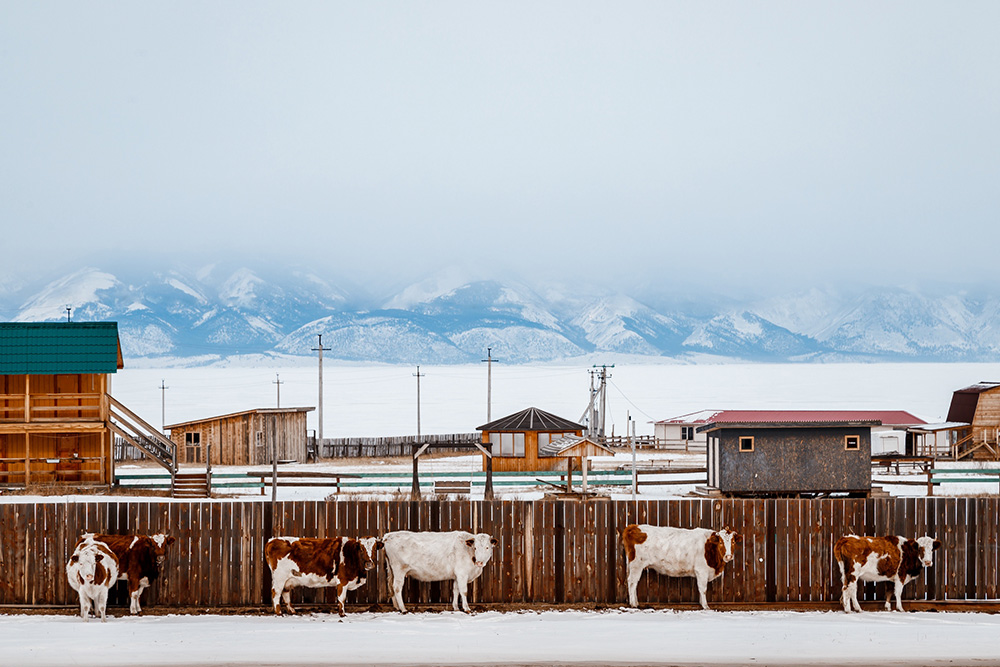 И пушистые байкальские коровы. Фото: Станислав Курьянов