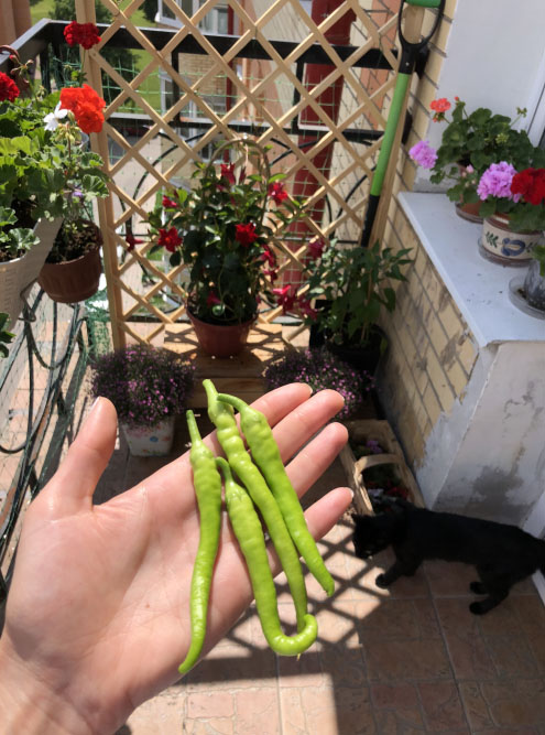 На балконе проще вырастить острый перец. Чтобы собрать приличный урожай болгарского перца, нужно больше пространства