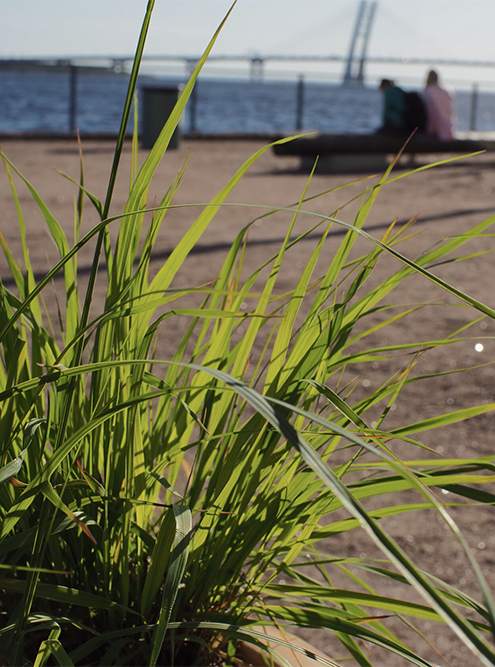 Мы использовали луговые травы с минимальным цветением, они создают объемную зеленую массу и шелестят на ветру