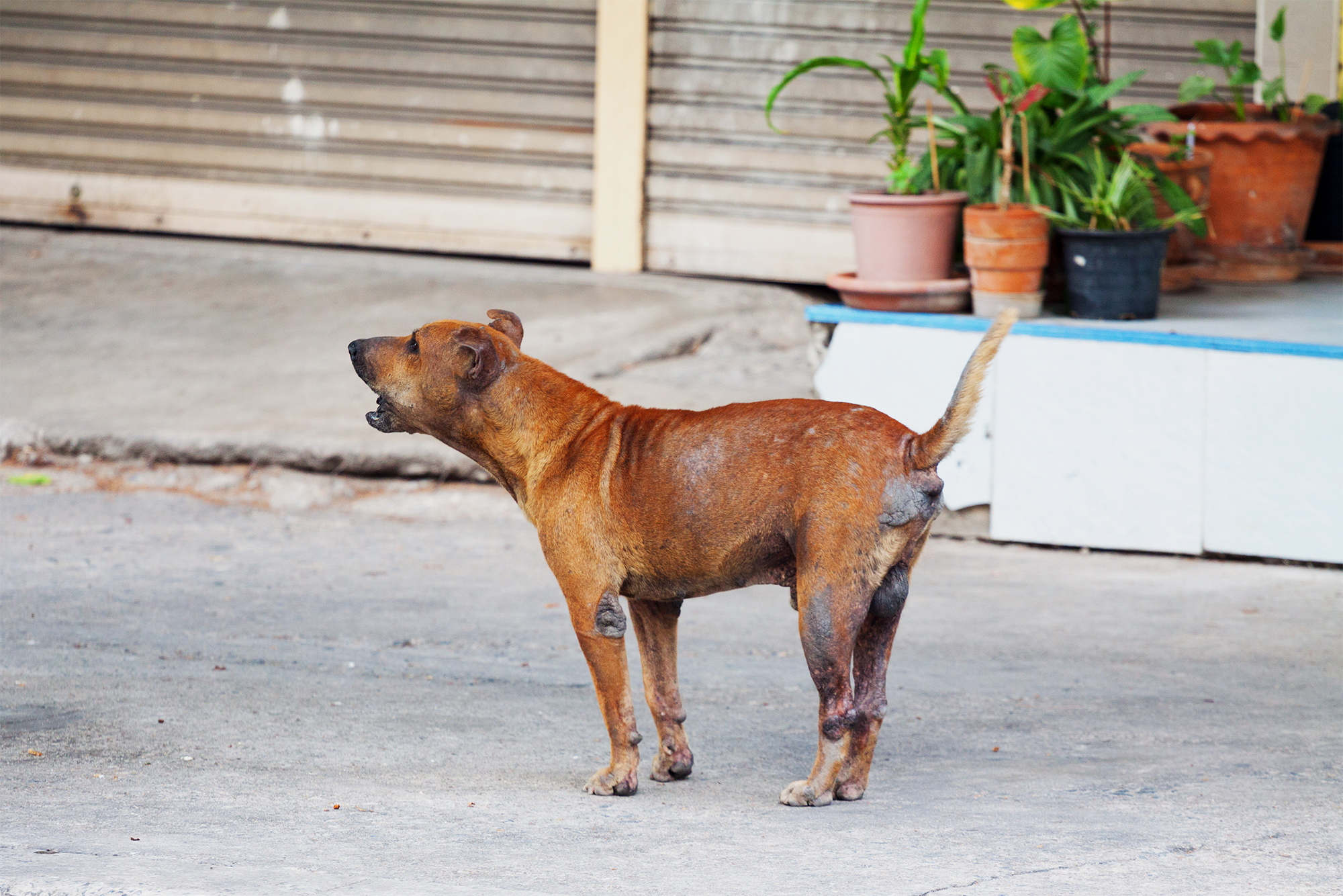Собака лает: как отучить от лая в квартире, на улице, на людей и других  собак