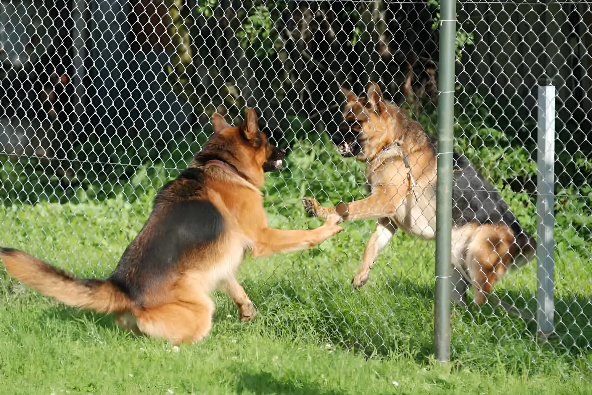 Собаки показывают, что готовы драться, но уберешь забор — утихомирятся. Если же одна из собак действительно отстаивает границы — атака неизбежна. Поэтому экспериментировать со встречами у забора не стоит. Источник: worldofdogz.com