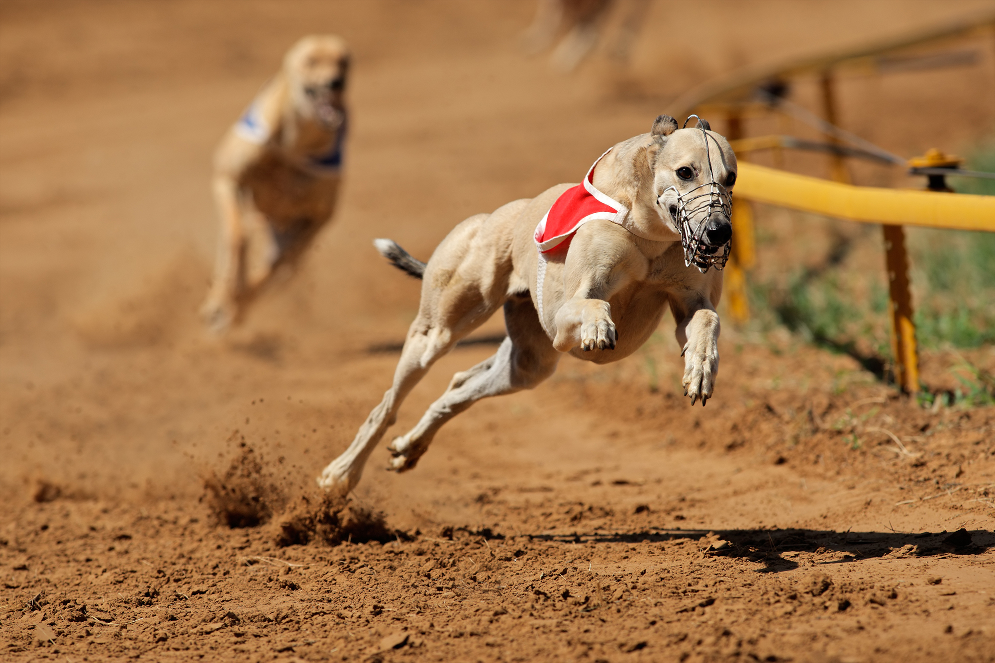 Грейхаунды — спринтеры, поэтому их часто разводят для участия в собачьих бегах. Источник: EcoPic / iStock