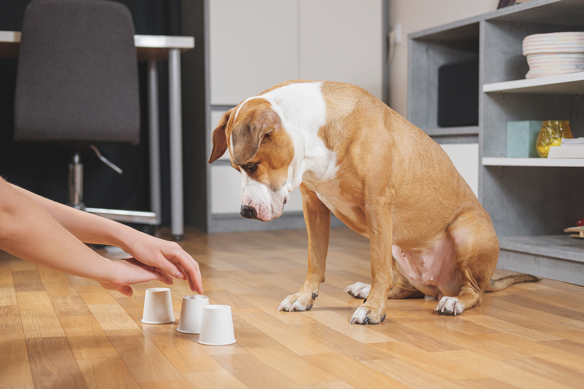 Тренировки «ноузворк» — обучение собак находить и обозначать определенный запах. Такие занятия дают ментальную нагрузку собаке и повышают ее уверенность в себе. Источник: Aleksey Boyko / Shutterstock