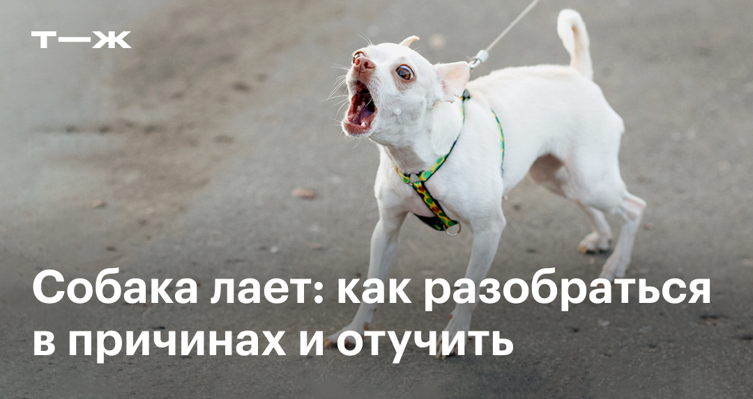 Собака лает: как отучить от лая в квартире, на улице, на людей и других  собак