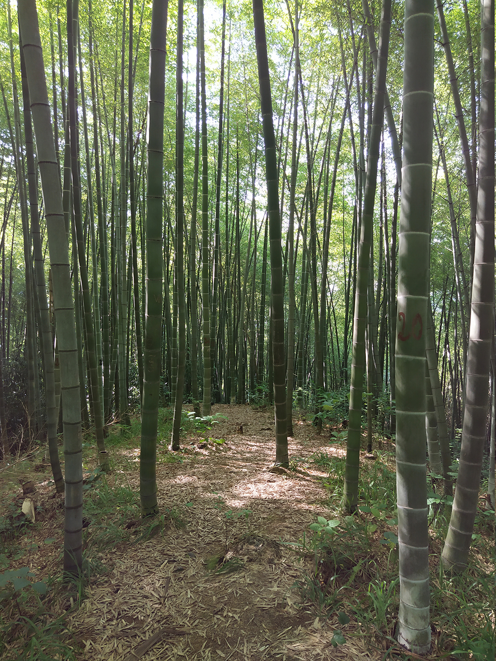 Заросли бамбука гуще, чем в ботаническом саду Тбилиси