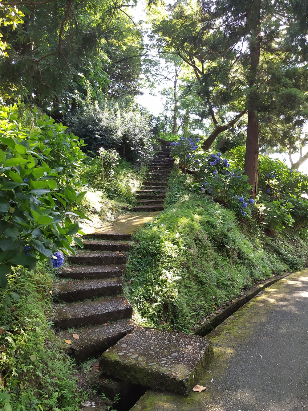 Ботанический сад холмистый — иногда приходится очень долго шагать вверх