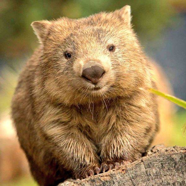 Quokka 