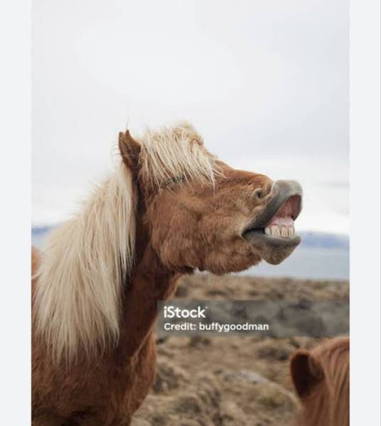 ПОНИческая атака 