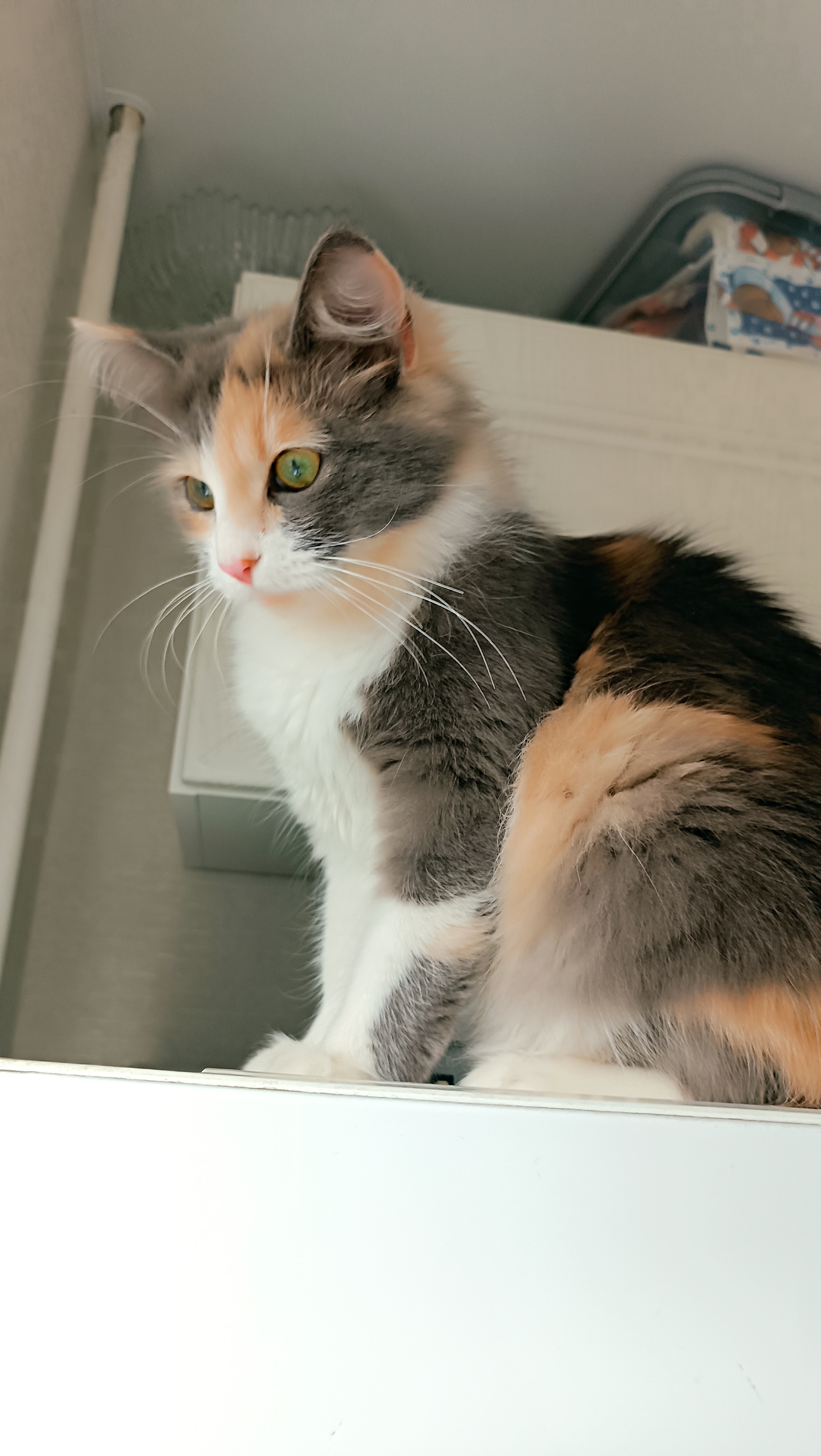 Кошка Ася — на страже холодильника