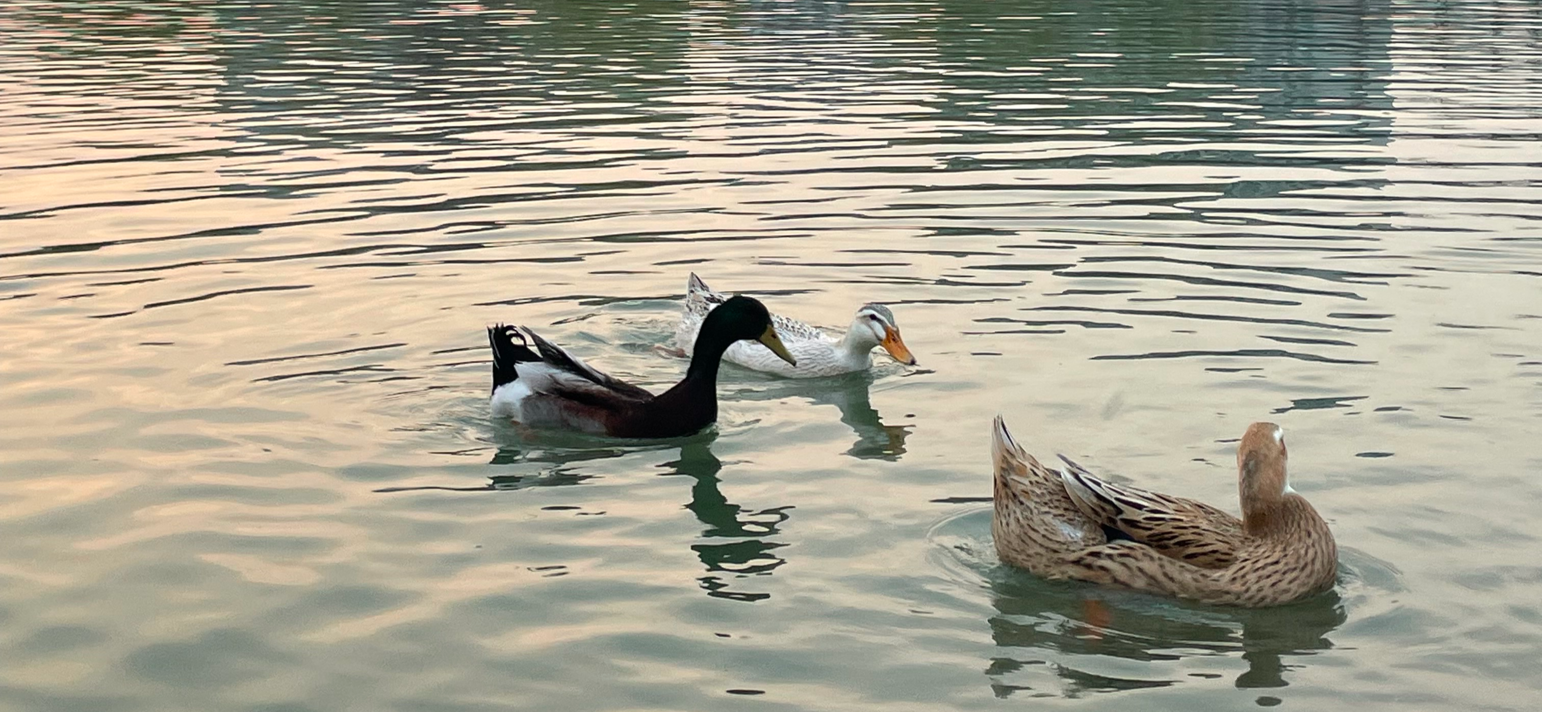 Я учусь в Пекинском технологическом институте: тридцать первый день в Китае